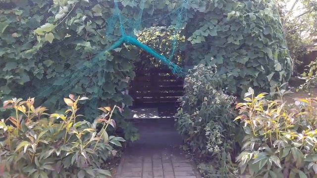 Дача. Вот и лето прошло, здравствуй, осень ! )) смотреть онлайн