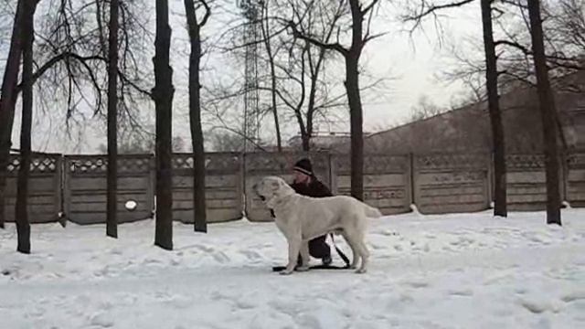 Али АлаДжа Арес смотреть онлайн