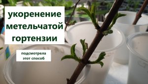 Черенкование метельчатой гортензии почкой! Метод позаимствовала.