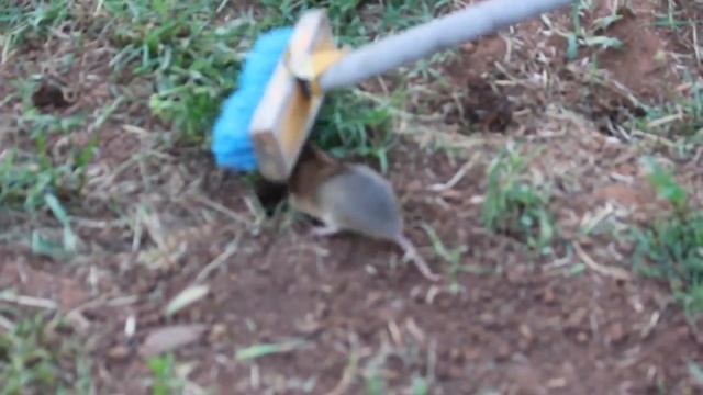 vole Полевка — мелкий грызун смотреть онлайн
