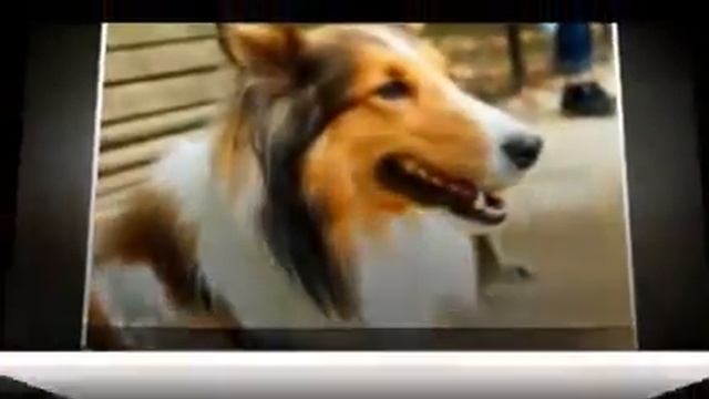 Маленькие породы собак ШЕЛТИ смотреть онлайн