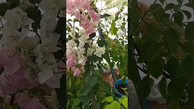 Про советы и советчиков))))) ??и как всегда мои кусты #бугенвиллии смотреть онлайн