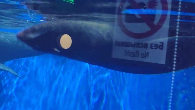 Морские котики смотреть онлайн
