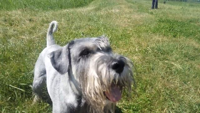 Прогулка с Лораном 11.06.2018 смотреть онлайн