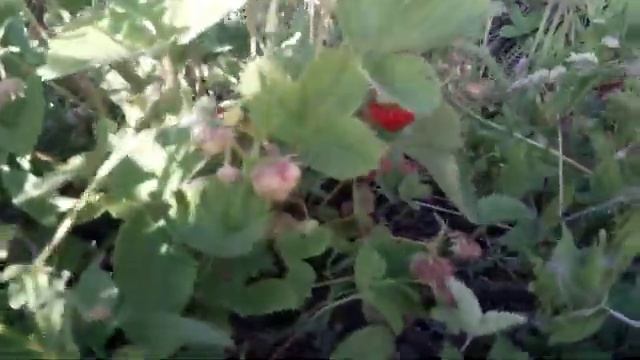 Посадка клубники на целине в черный спанбонд смотреть онлайн