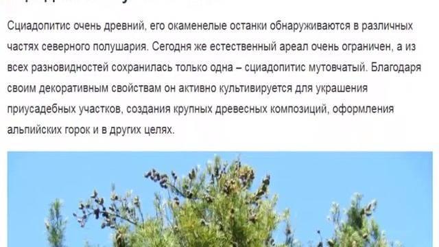 Сциадопитис в вашем саду смотреть онлайн