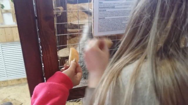 Трогательный Зоопарк 7 смотреть онлайн