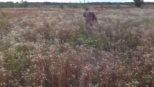 ЭПАНЬОЛЬ БРЕТОН l'Epagneul Breton Brittany Spaniels Натаска 2013 июль смотреть онлайн