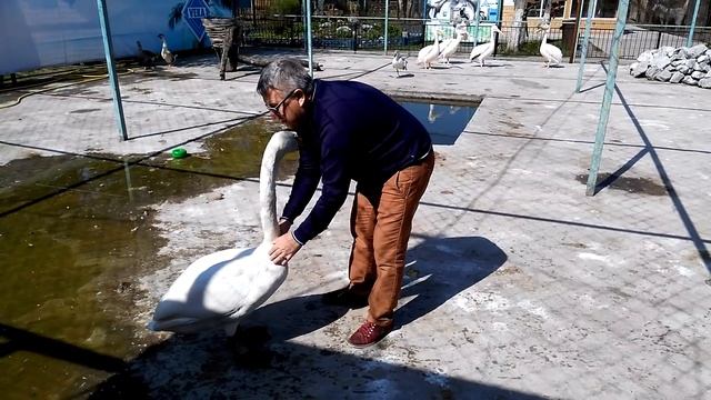 Лебедь Жорка смотреть онлайн