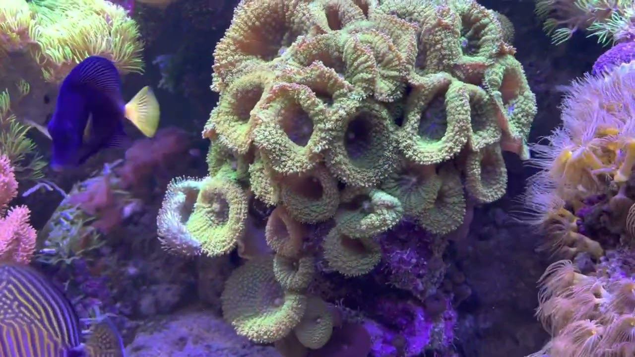 Морской рифовый аквариум в салоне #аквалого смотреть онлайн
