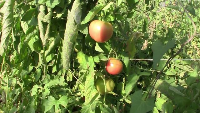 Romero Farms at Dixon New Mexico смотреть онлайн