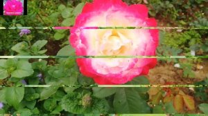 РОЗА ДАБЛ ДЕЛАЙТ. Обзор для начинающих розоводов