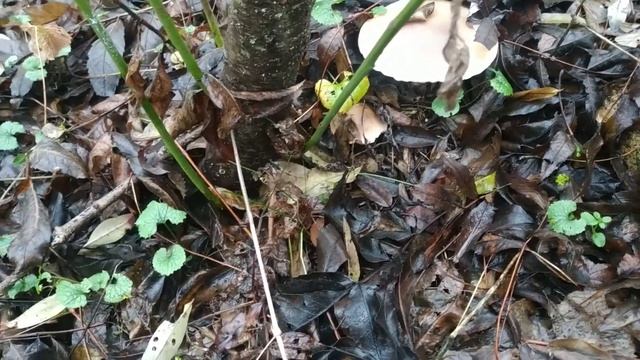 ❗АУРИКУЛЯРИЯ УХОВИДНАЯ❗ Где, как и зачем её собирать❗ ➕ФЛАММУЛИНА и СИНЕНОЖКА❗ 6️⃣ декабря 2021года смотреть онлайн