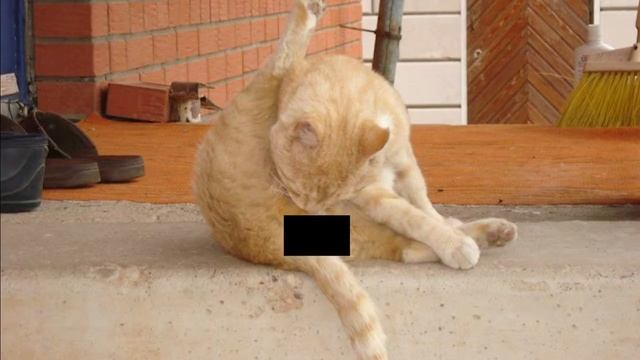 ПОЧЕМУ НЕЛЬЗЯ ЦЕЛОВАТЬ КОШЕК смотреть онлайн