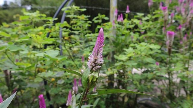 canon eos m200 + 15-45mm kit lens смотреть онлайн