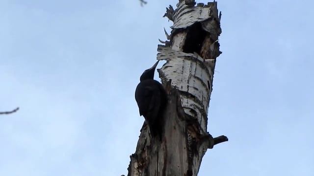 21.03.2016, Москва, Главный Ботанический сад, Дробь Желны