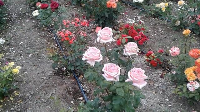 роза нобилис, питомник роз полины козловой, rozarium.biz смотреть онлайн