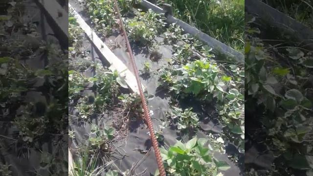 Плёнка или агроспан в качестве мульчирующего материала для клубники ч2. смотреть онлайн
