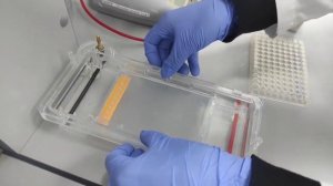 Электрофорез ДНК в агарозном геле