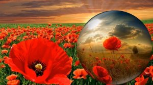 Футаж Маки, маковое поле.