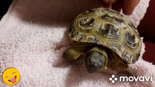 Животные едят абрикос)))??❤ смотреть онлайн