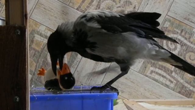 Зверское нападение вороны на пингвина смотреть онлайн