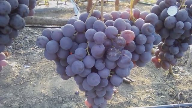ВИНОГРАД ФАРАОН 06.09.2019. смотреть онлайн
