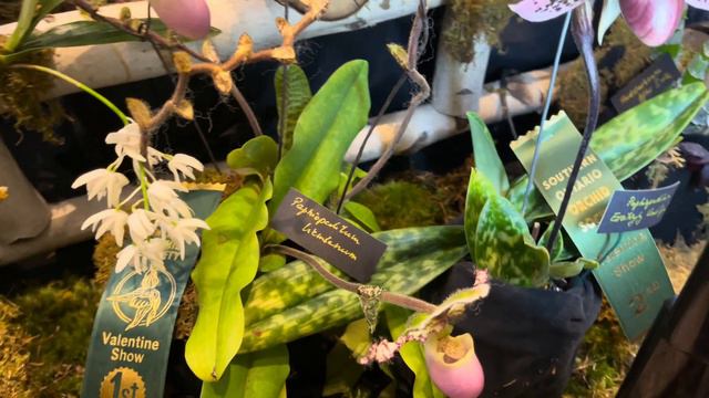 SOOS Orchid Show (rare and meticulously nurtured blooms) Relaxing Screensaver смотреть онлайн