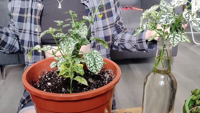 Propagate a polkadot plant and more with me ? смотреть онлайн