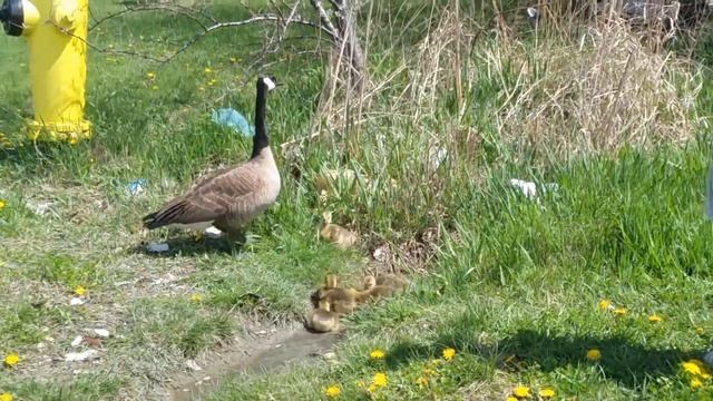 Кормление канадской гусыни =прогулка 2-х гусынь смотреть онлайн