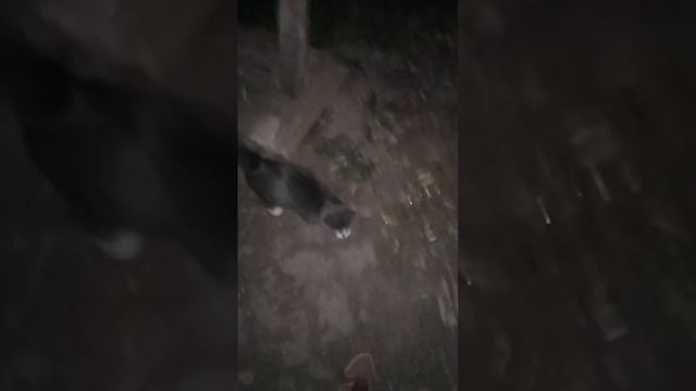 Киса в ночи ходит кричит. смотреть онлайн