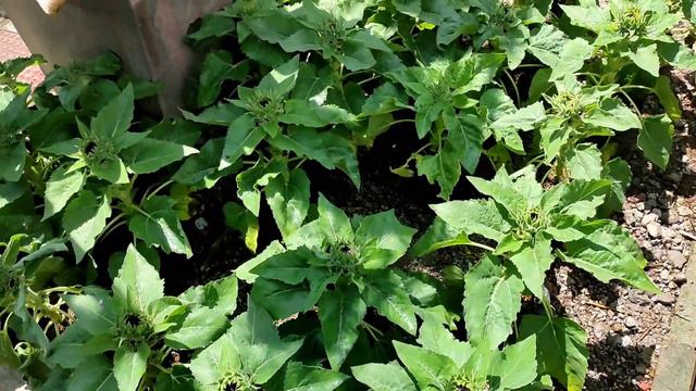 BILIHAN NG HALAMAN ALONG COMMONWEALTH AVENUE | CALATHEA FITTONIA PEACE LILY смотреть онлайн