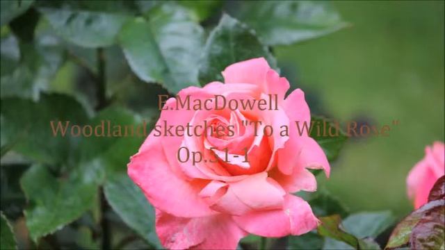 MacDowell : Woodland sketches "To a Wild Rose"　ﾏｸﾀﾞｳｪﾙ : "森のｽｹｯﾁ"より ｢野ばらに寄す｣ смотреть онлайн