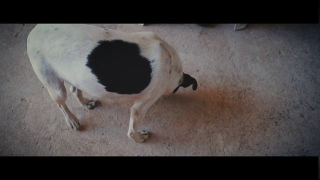 Primeiro teste de vídeo usando a câmera Sony Alpha slt a37 смотреть онлайн