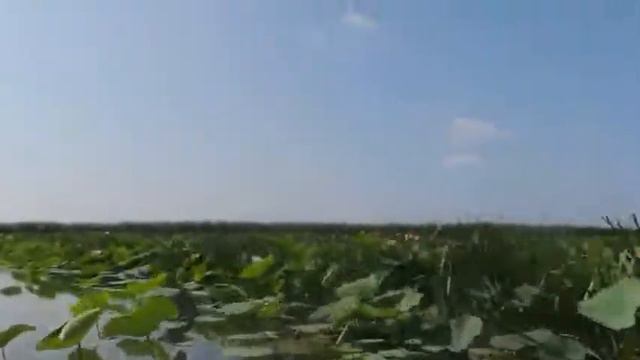 Лотосовые поля. Астраханская область. Поездка на лотосы смотреть онлайн