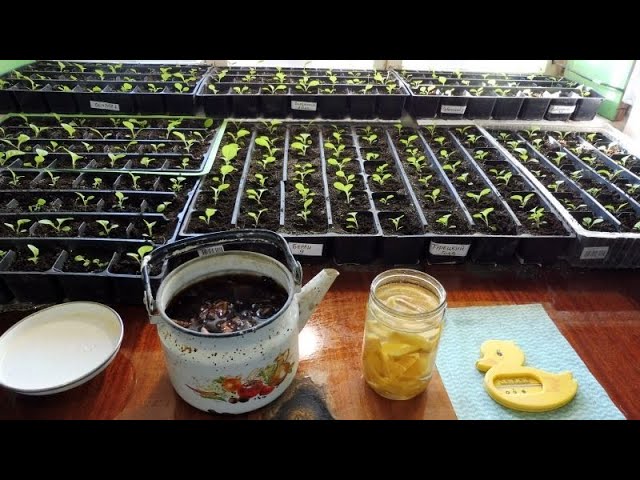 Первая прикормка после пикировки , рассады Табака. смотреть онлайн