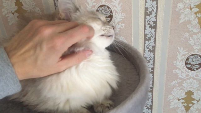 Гладим Невскую Маскарадную Сибирскую Кошку Алису смотреть онлайн