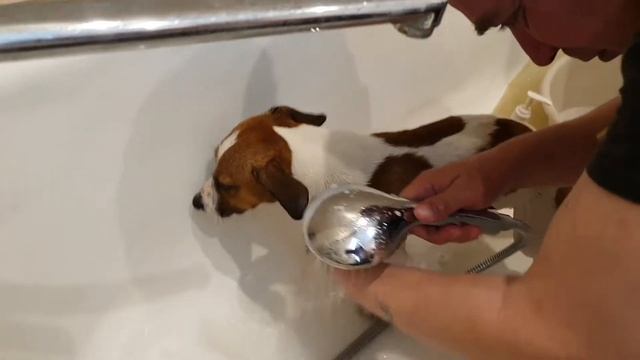 ДЖЕК РАССЕЛ ТЕРЬЕР ЧЕСТЕР купание после прогулки смотреть онлайн