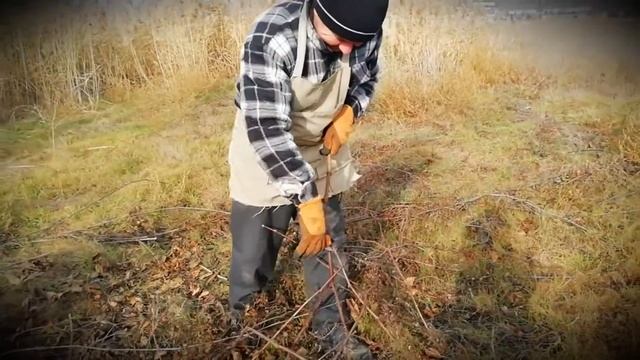 Заготовка подвойной лозы винограда смотреть онлайн