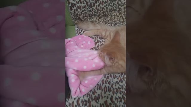 Мейн-кун котёнок. смотреть онлайн