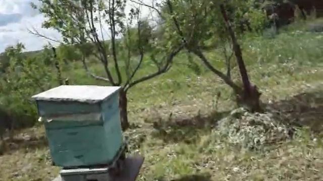 Рои выходят по утрам. смотреть онлайн