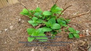 Гортензия плохо растет — причина и способы решения