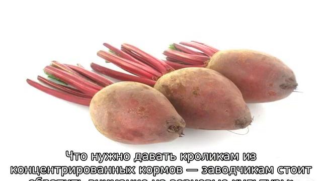 Чем кормить кроликов смотреть онлайн
