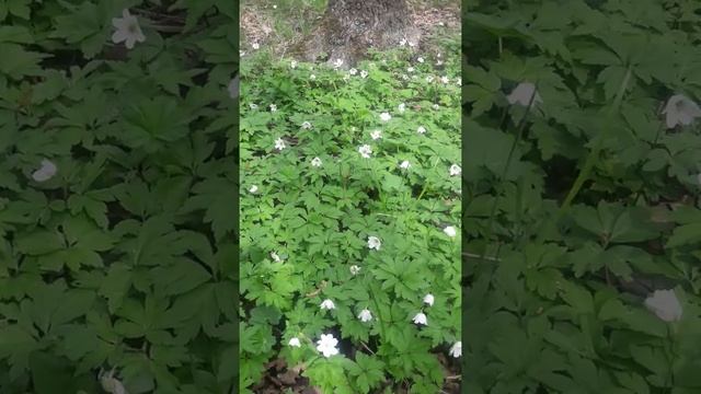 Ветреница дубравная смотреть онлайн