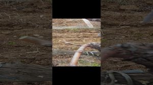 обрезка винограда