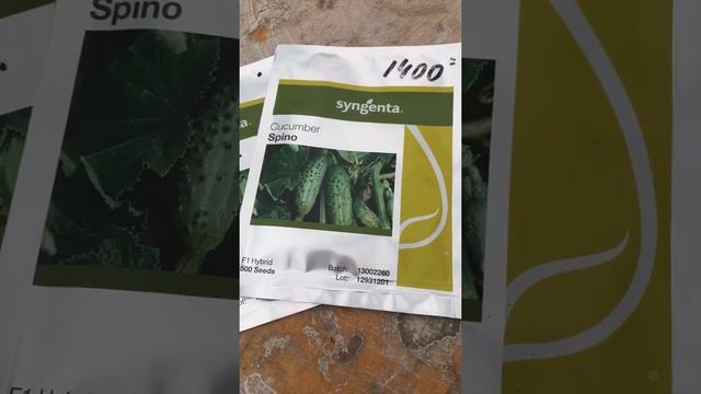 Спино семена огурцов ? смотреть онлайн
