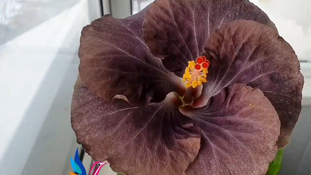 #Гибискус Chris Black Hole смотреть онлайн