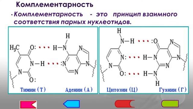 "Строение молекулы ДНК" смотреть онлайн