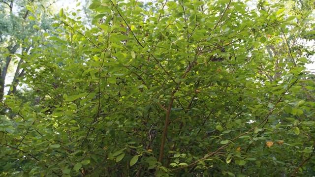 Amelanchier spp - Serviceberry, Shadblow смотреть онлайн