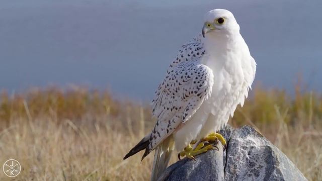 Зачем птицы поют | All About смотреть онлайн